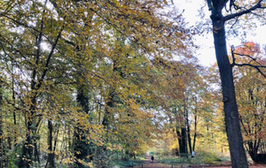 foret de saint germain le 6 novembre 